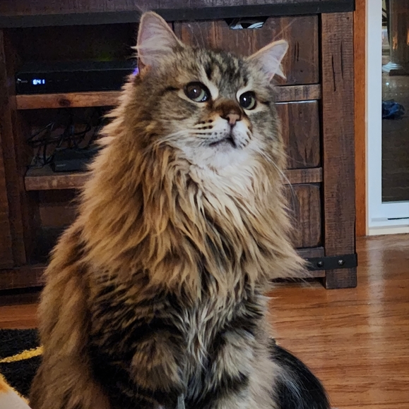 Meet your Posher, Angie - Picture 1 of 3